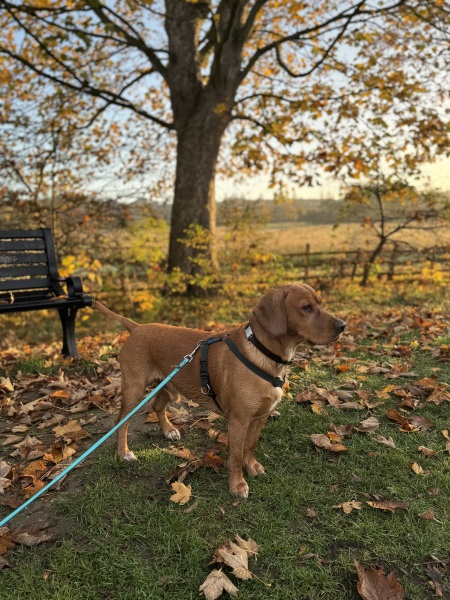 Beyond Adolescence - a thread to chat about grown up dogs, cake and anything else, excluding coffee.