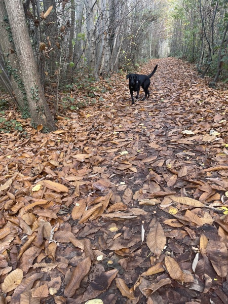 Beyond Adolescence - a thread to chat about grown up dogs, cake and anything else, excluding coffee.
