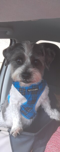 Does Anyone Else think Small Dogs Are Half Dog, Half Cat (lighthearted)