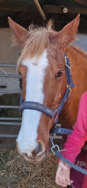 Possibly buying first pony. So unsure!