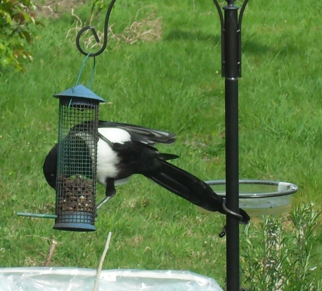 The Bluestocking: All You Need to Know About Risk Assessments, Jazz Hands, Battenberg and Sourdough (But Were Afraid to Ask) - and gerbils. Lots and lots of gerbils.