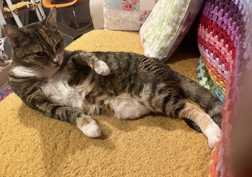 Scottish Tourism - the Excellent Cats debate Gizmo's suitability as a top influencer
