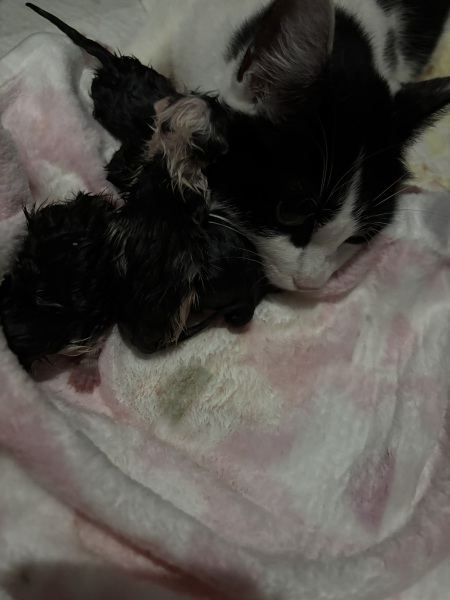 Who wants to wait whilst my kittens are born!