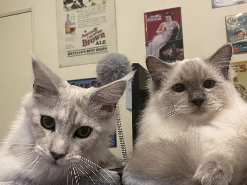 Tell me about your Ragdoll?
