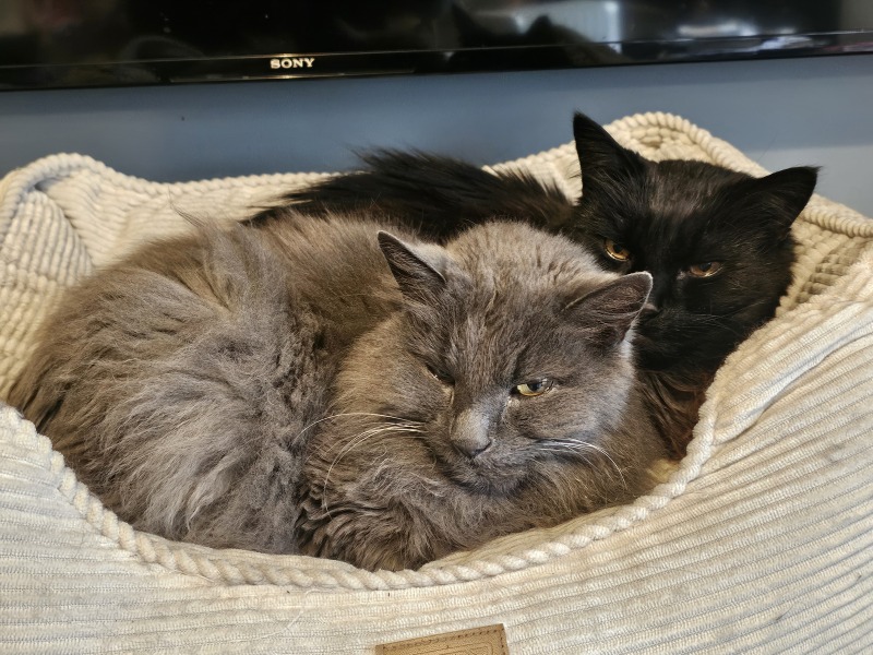 Thread 39 Starmer: chwech/saith - dechreuodd y plant ei