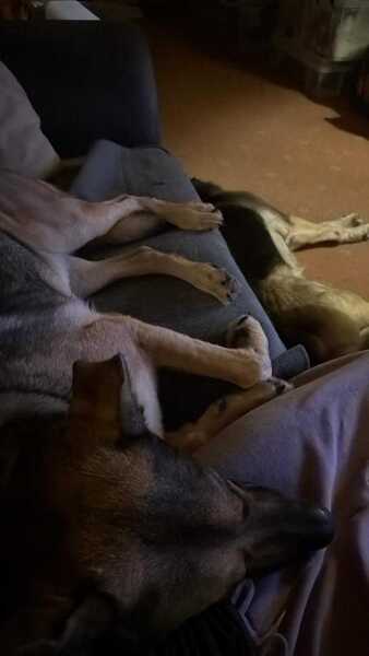 Do you have a large-ish dog, e.g. Boxer and bigger that insists on being a lap dog, when it really isn't?