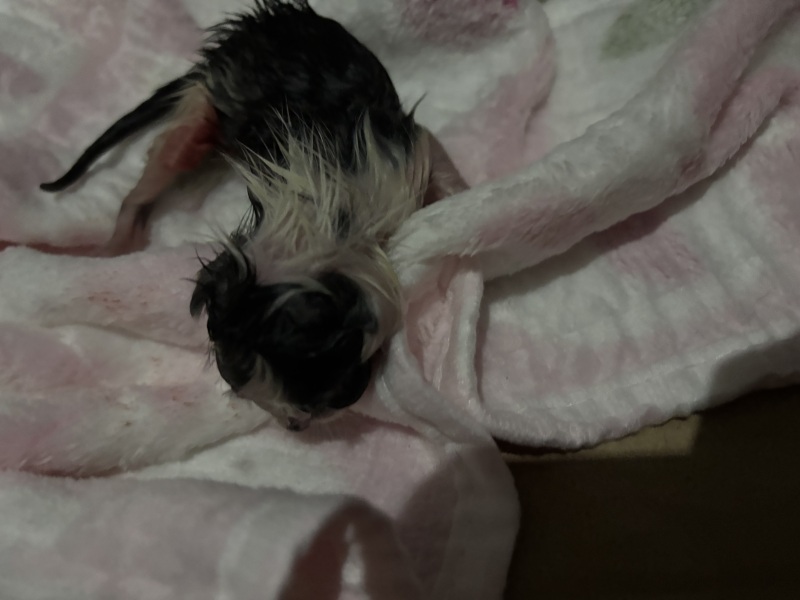 Who wants to wait whilst my kittens are born!