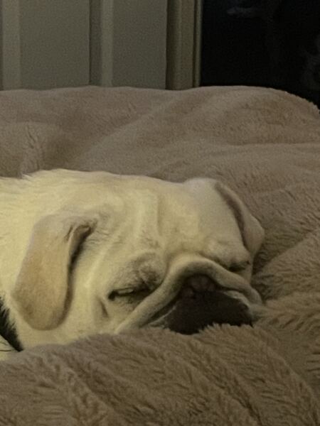 We’ve just adopted a pug!