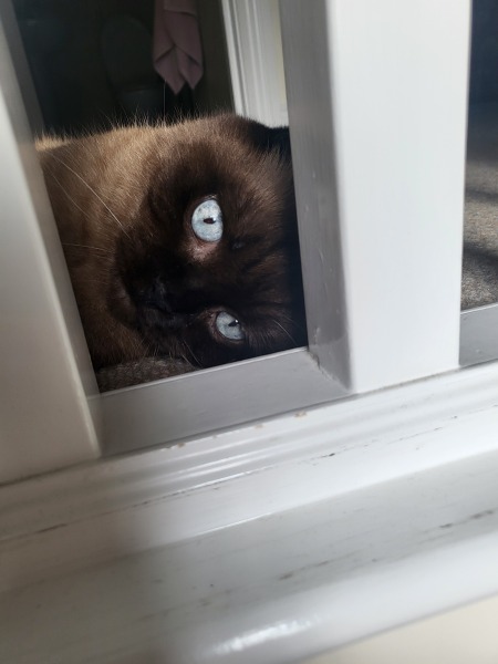 Tell me about your Ragdoll?