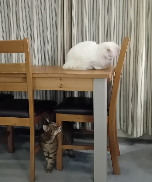Prison Dramas, Bands and Ouija Boards - the Excellent Cats audition, sing and plot
