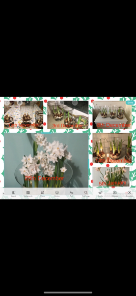 Poncetastic Christmas 2025