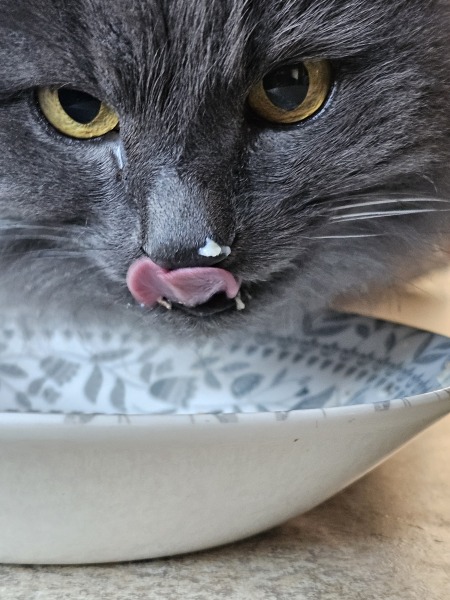 Do cats nowadays drink cows' milk like they did in the 80s?