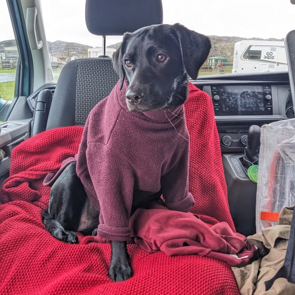 Beyond Adolescence - a thread to chat about grown up dogs, cake and anything else, excluding coffee.