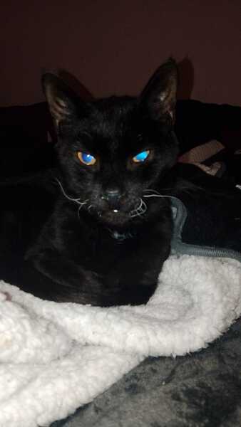 Scottish Tourism - the Excellent Cats debate Gizmo's suitability as a top influencer