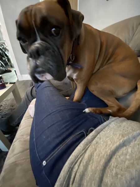 Do you have a large-ish dog, e.g. Boxer and bigger that insists on being a lap dog, when it really isn't?
