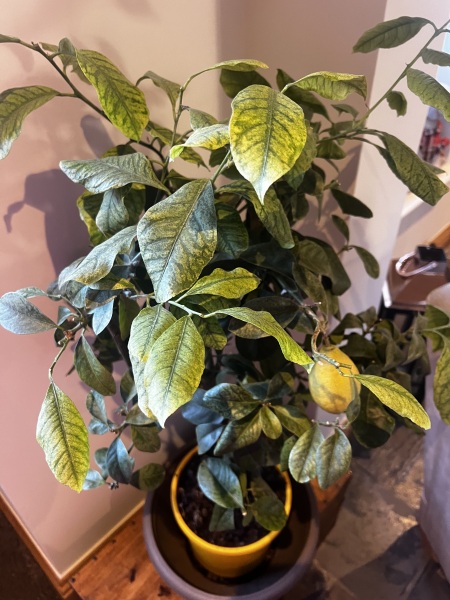Help needed with sad lemon tree