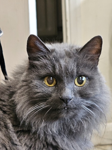“Cats don’t have facial expressions”