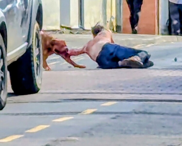 Dog attacks still increasing - is it time to bring back proper licensing?