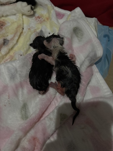 Who wants to wait whilst my kittens are born!