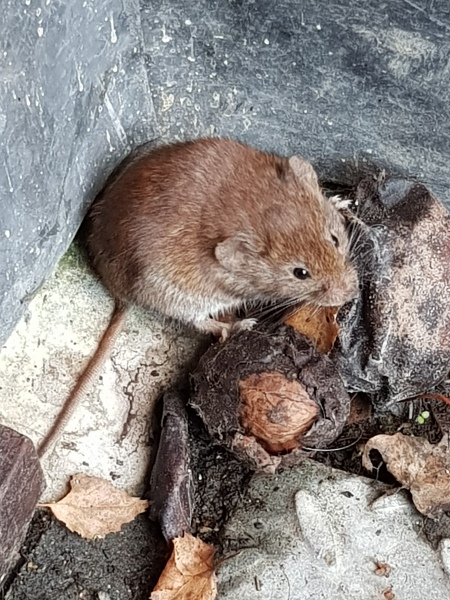 Thread 38 Starmer: Tax your Hamster