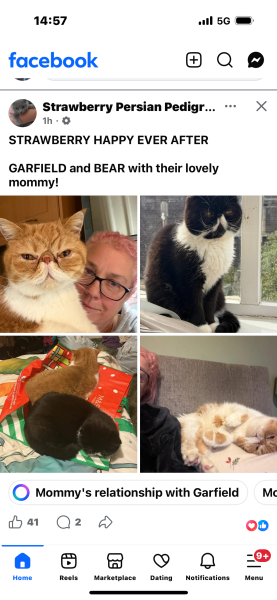 Pampered, Persian, Princess Penelope