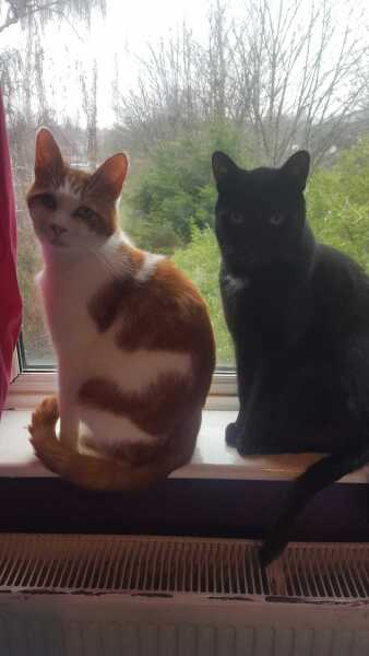 Lost my 14 year old cat yesterday