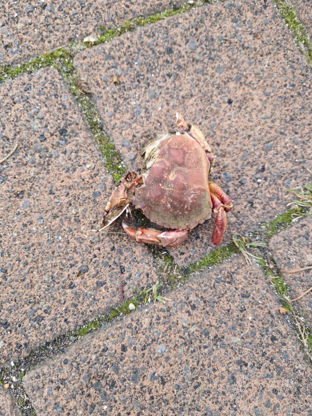 Why is there a dead crab on my drive?