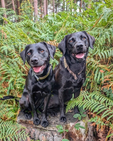 Dog food recommendations  - labrador