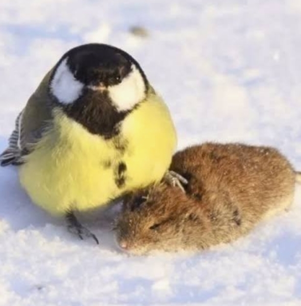 The Bluestocking: All You Need to Know About Risk Assessments, Jazz Hands, Battenberg and Sourdough (But Were Afraid to Ask) - and gerbils. Lots and lots of gerbils.