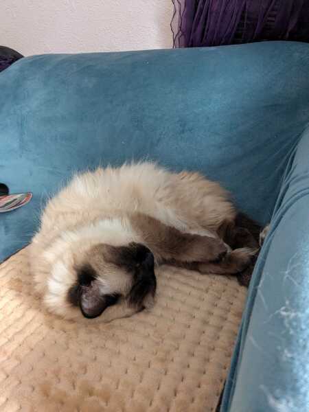 Tell me about your Ragdoll?