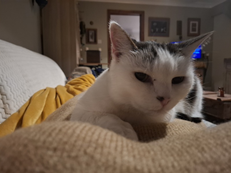 How long do non pure bred cats normally live