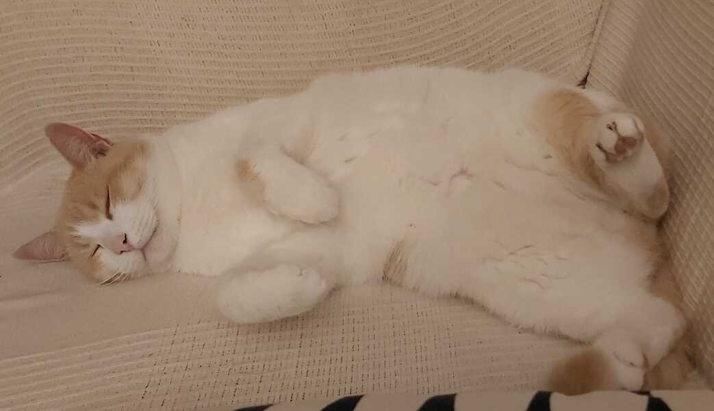 The Nigel Slater Christmas Chronicles readalong 2025 - Part 2