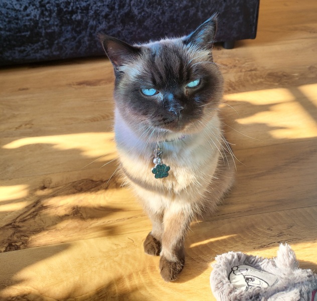 Tell me about your Ragdoll?