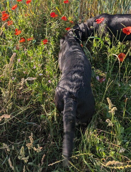 Puppy Survival Thread Autumn 2025 - all welcome!