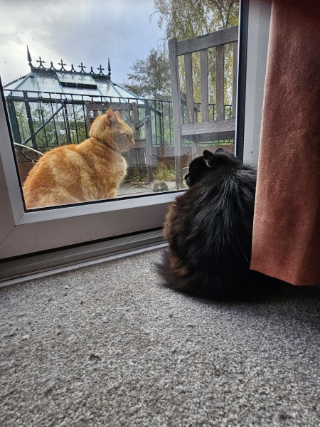 Scottish Tourism - the Excellent Cats debate Gizmo's suitability as a top influencer