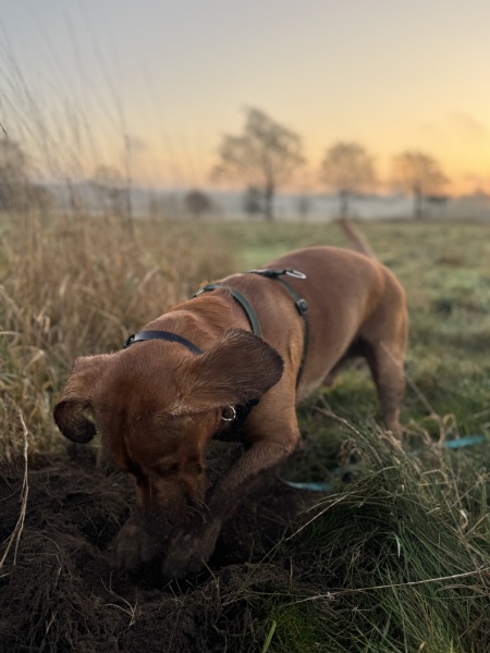 Beyond Adolescence - a thread to chat about grown up dogs, cake and anything else, excluding coffee.