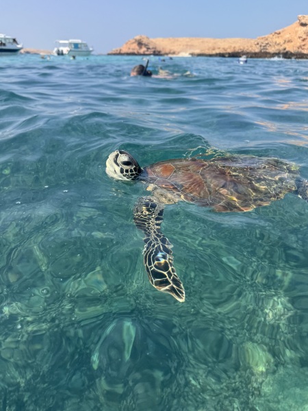 7/8 days in Oman itinerary help, please