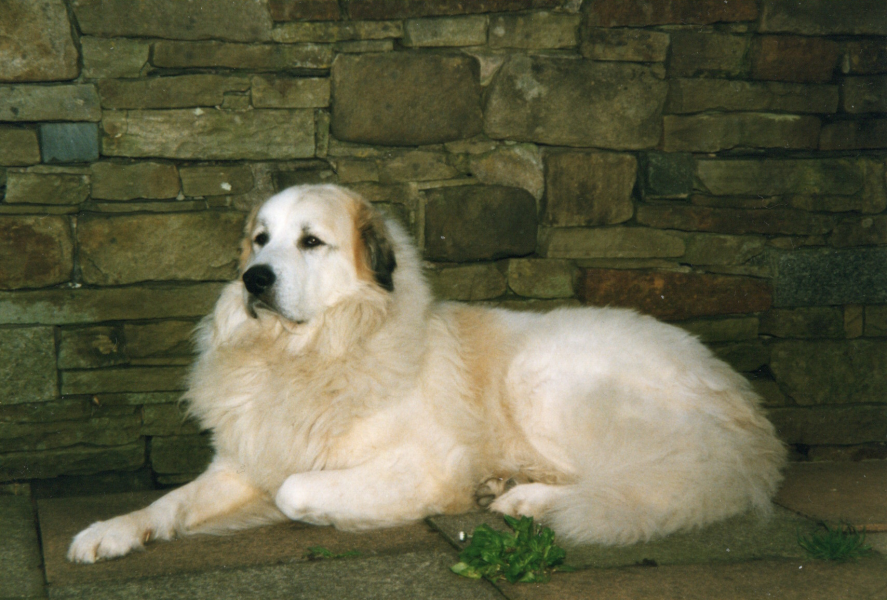 Beyond Adolescence - a thread to chat about grown up dogs, cake and anything else, excluding coffee.