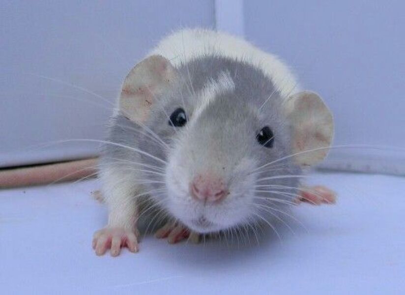 The Bluestocking: All You Need to Know About Risk Assessments, Jazz Hands, Battenberg and Sourdough (But Were Afraid to Ask) - and gerbils. Lots and lots of gerbils.