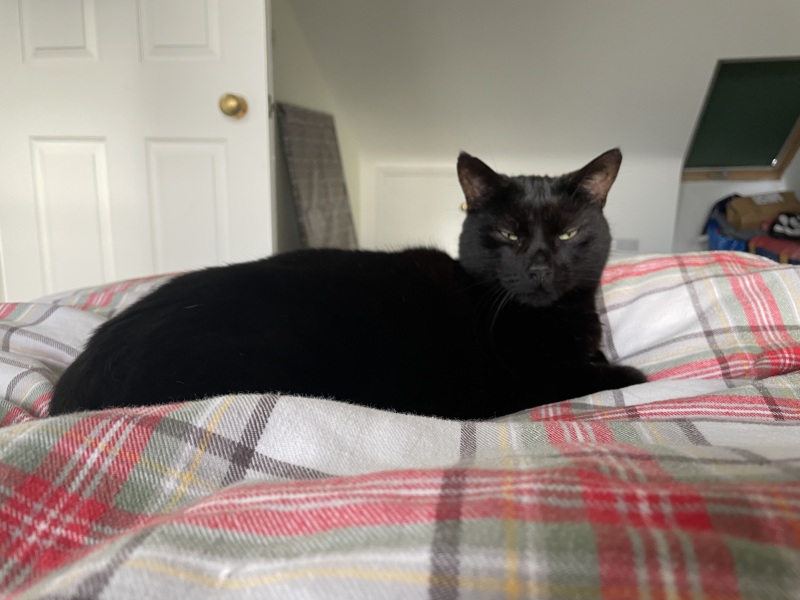 Thread 39 Starmer: chwech/saith - dechreuodd y plant ei