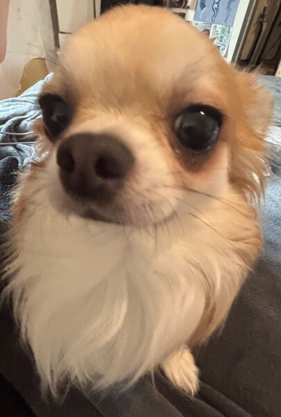 Does Anyone Else think Small Dogs Are Half Dog, Half Cat (lighthearted)