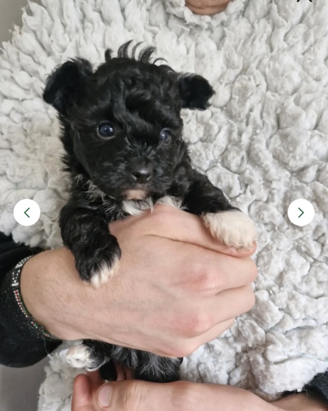 Name my puppy