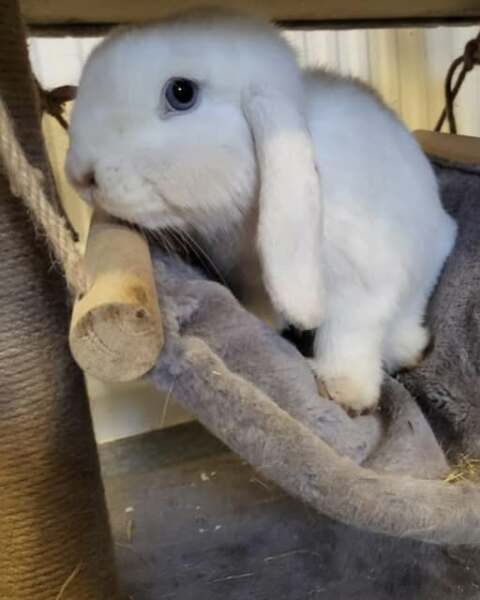 TRAs online attack on a bunny rescue