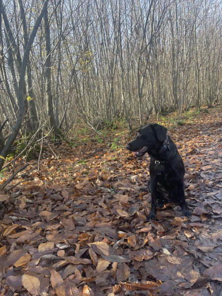 Beyond Adolescence - a thread to chat about grown up dogs, cake and anything else, excluding coffee.