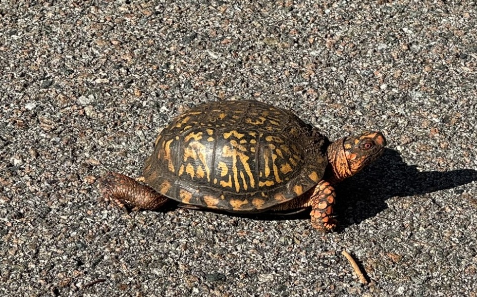 Come and tell us your dull and unexciting news 34: Calmly through the day