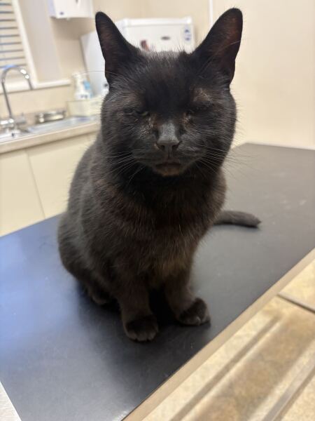 Unwell senior cat - does anyone have any similar experiences?