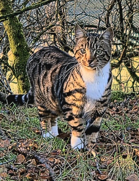Prison Dramas, Bands and Ouija Boards - the Excellent Cats audition, sing and plot