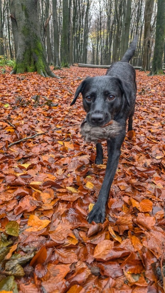 Beyond Adolescence - a thread to chat about grown up dogs, cake and anything else, excluding coffee.