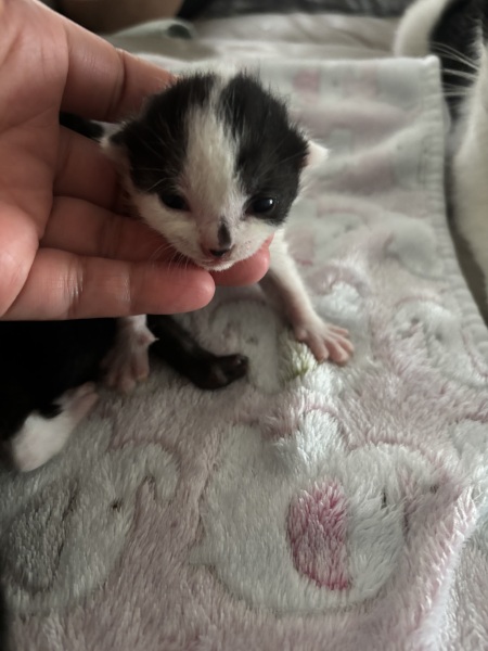 Who wants to wait whilst my kittens are born!