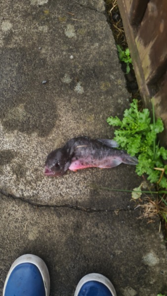 Why is there a dead crab on my drive?